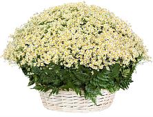 Цветочная композиция из Ромашки в корзине #REPLACE_PRED# Мокшане